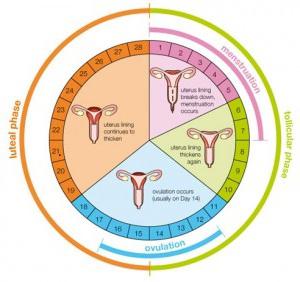 лютеиновой фазы менструального цикла