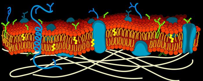 состав плазматической мембраны