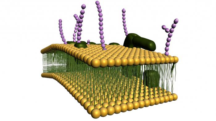 плазматическая мембрана строение и функции