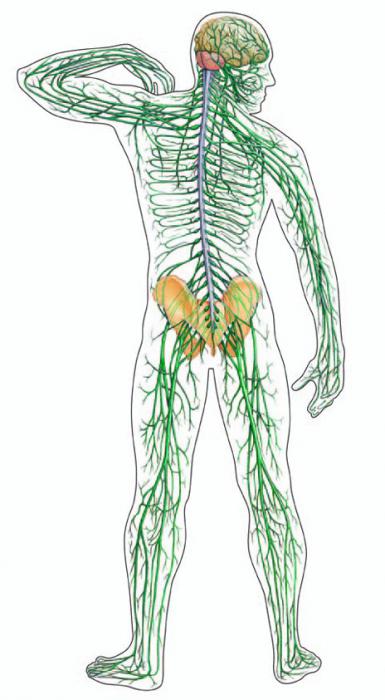центральная нервная система
