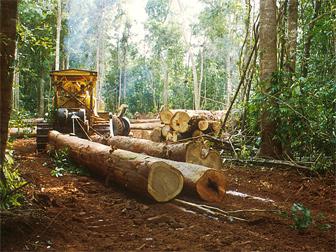 лесная и деревообрабатывающая промышленность