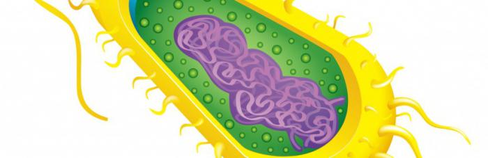 Бактерии: особенности строения и жизнедеятельности.