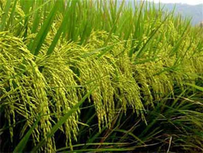  Рисовые плантации