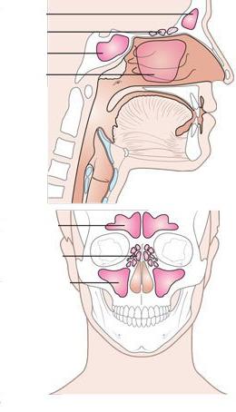 Носовая полость строение