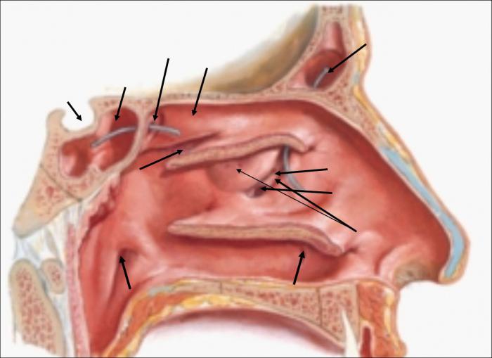 Функции носовой полости