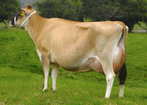 молочно мясные породы коров 