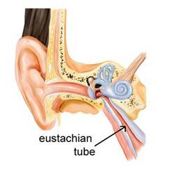 евстахиева труба
