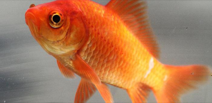 золотые рыбки аквариумные болезни