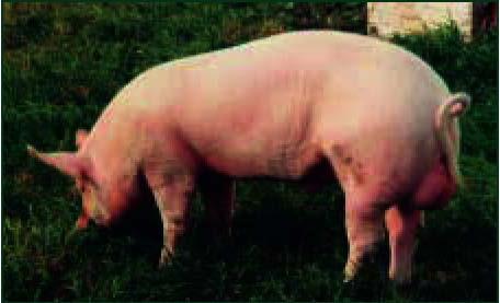 порода свиней скороспелая мясная 