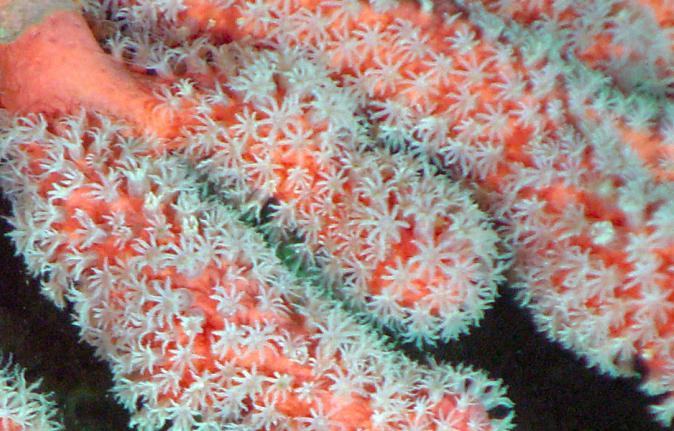 Класс коралловые полипы