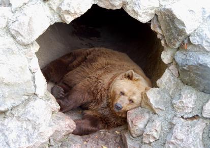 жизнь бурых медведей