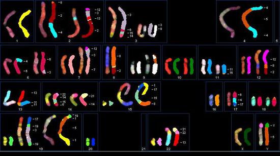 возможности цитогенетического метода