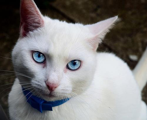 белые коты порода