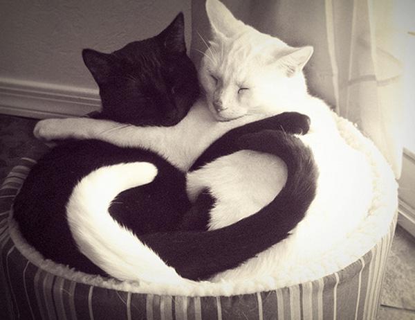 черный и белый кот