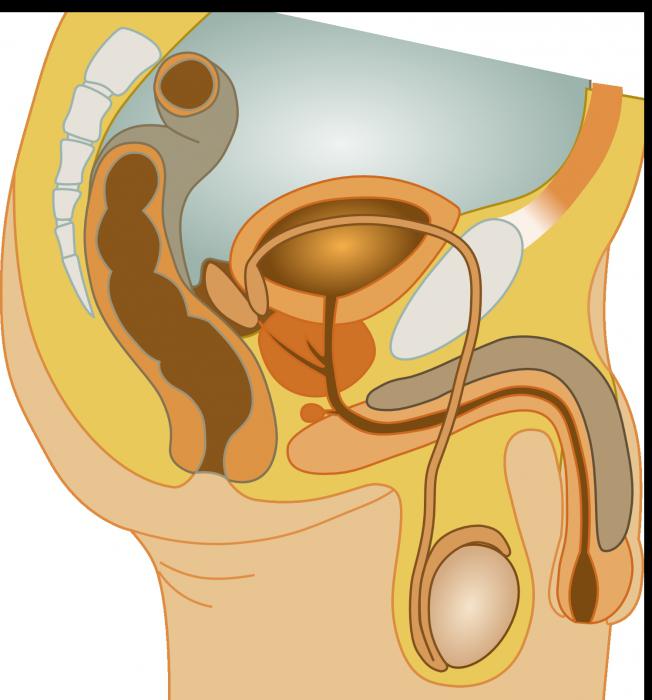 мужская половая система