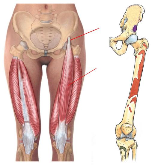 Мышцы бедра: функции и строение