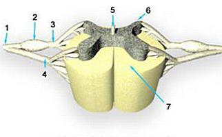 спинномозговые нервы