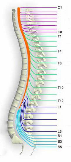 пары спинномозговых нервов