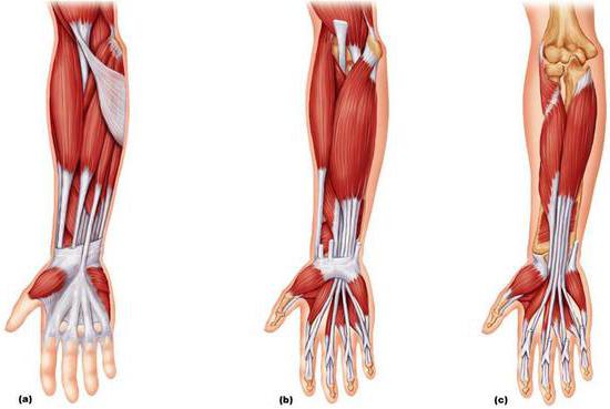 мышцы предплечья
