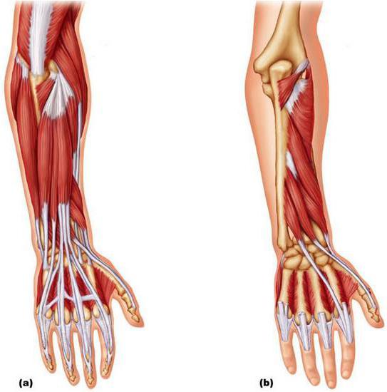 передняя группа мышц предплечья