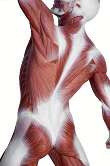 гладкие мышцы