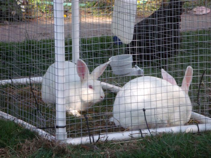 методы разведения кроликов