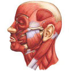 мышцы головы