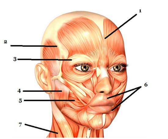 функции мышц головы