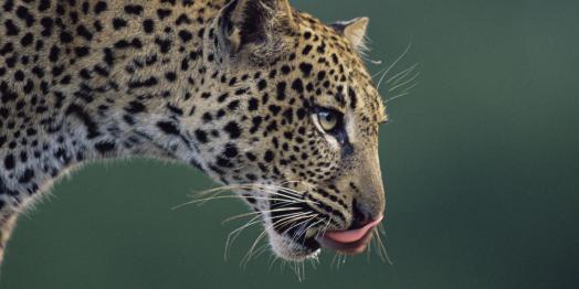 дальневосточный амурский леопард