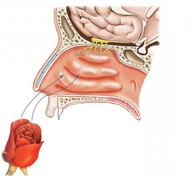 орган обоняния нос 