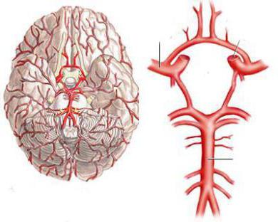 кровоснабжение головного мозга