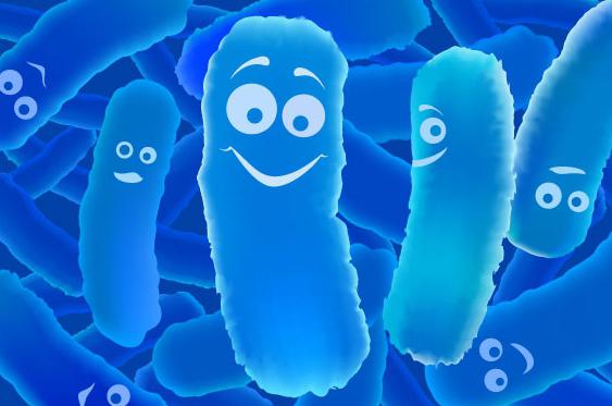 молочнокислые бактерии снижены