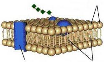 цитоплазматическая мембрана клетки