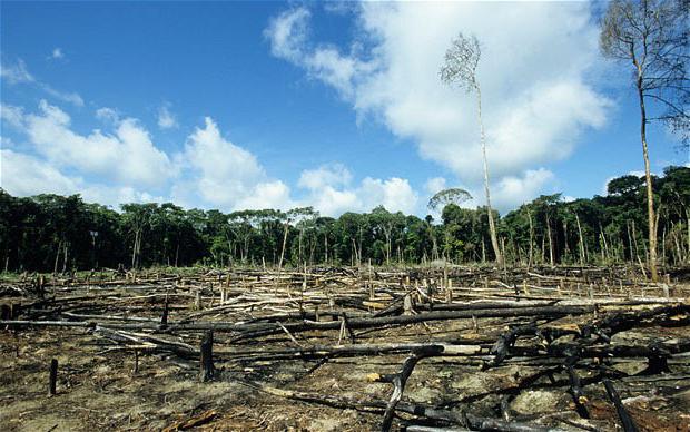 Проблемы экологии. Вырубка лесов.