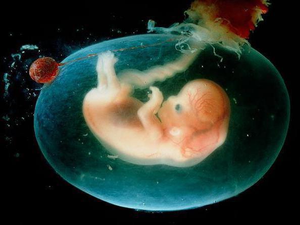 эмбриональный период