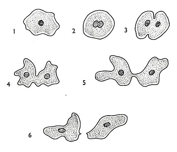 Дыхание амебы обыкновенной