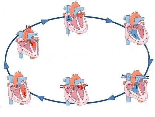 сердечный цикл 