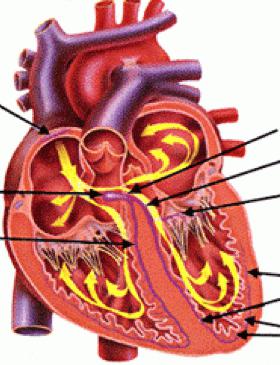 сердечный цикл работа сердца 