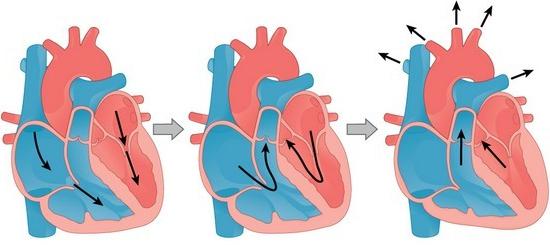 сердечный цикл и его фазы 