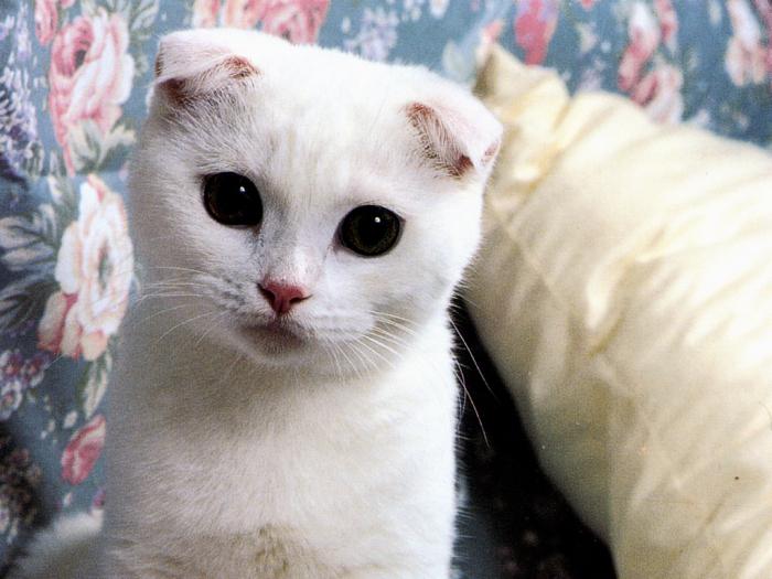 шотландские кошки