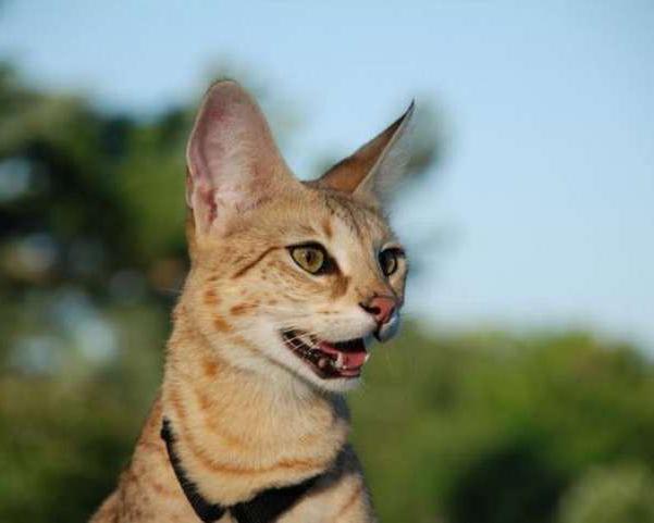 порода кошек саванна фото