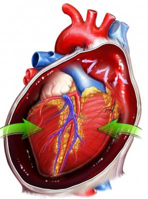 Анатомия сердце человека.