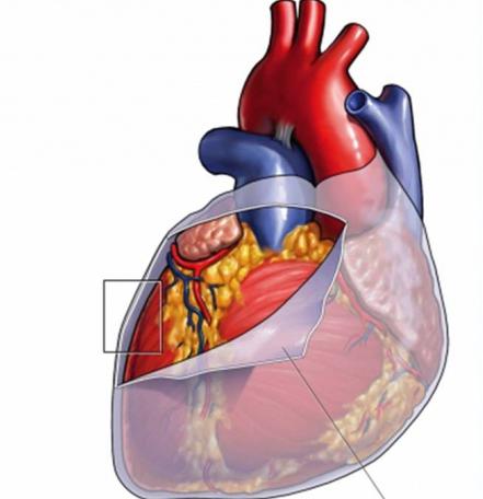 Анатомия сердца.