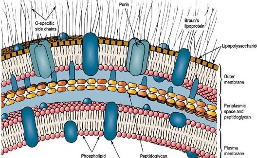 каковы особенности строения бактериальной клетки