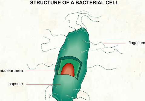 какое строение имеет бактериальная клетка