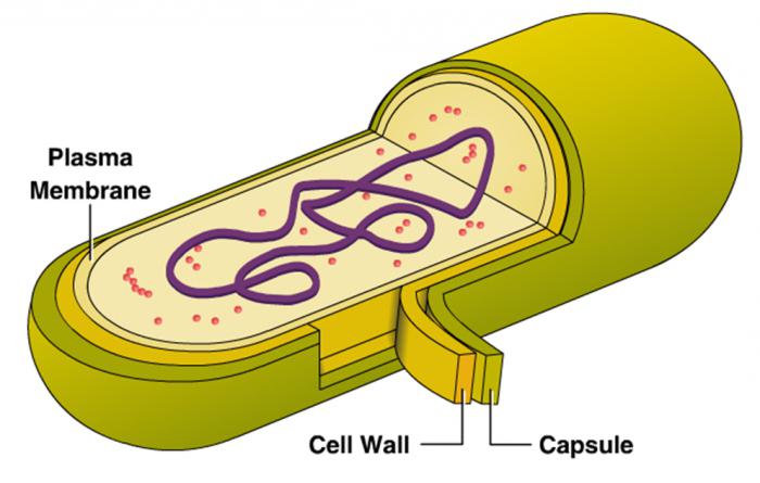 схема строения бактериальной клетки