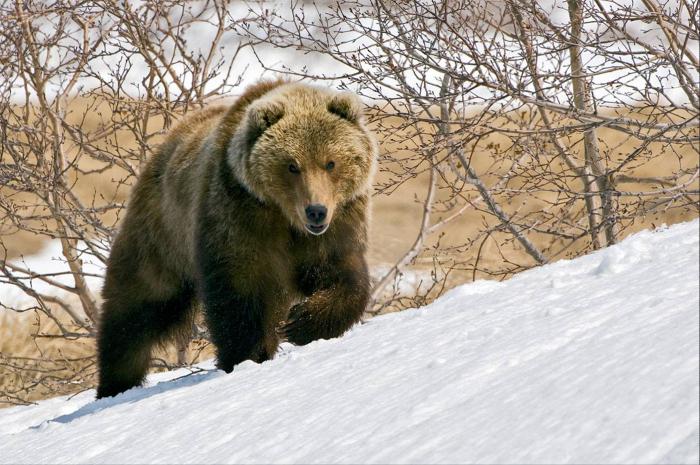 медведь зимой 
