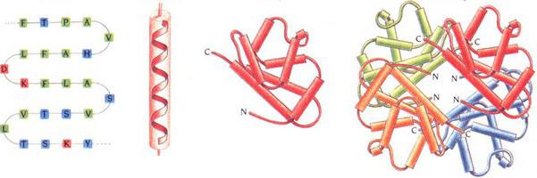 первичная структура молекулы белка