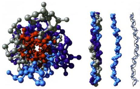 структура и функции белков