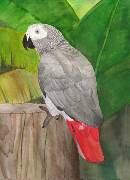 краснохвостый попугай жако
